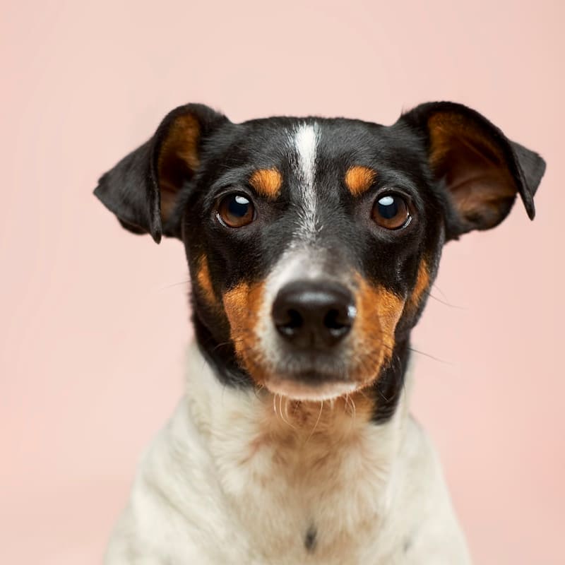 Peluquería canina