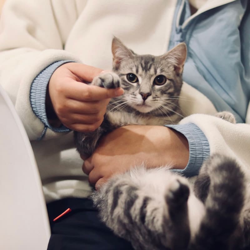 Veterinario